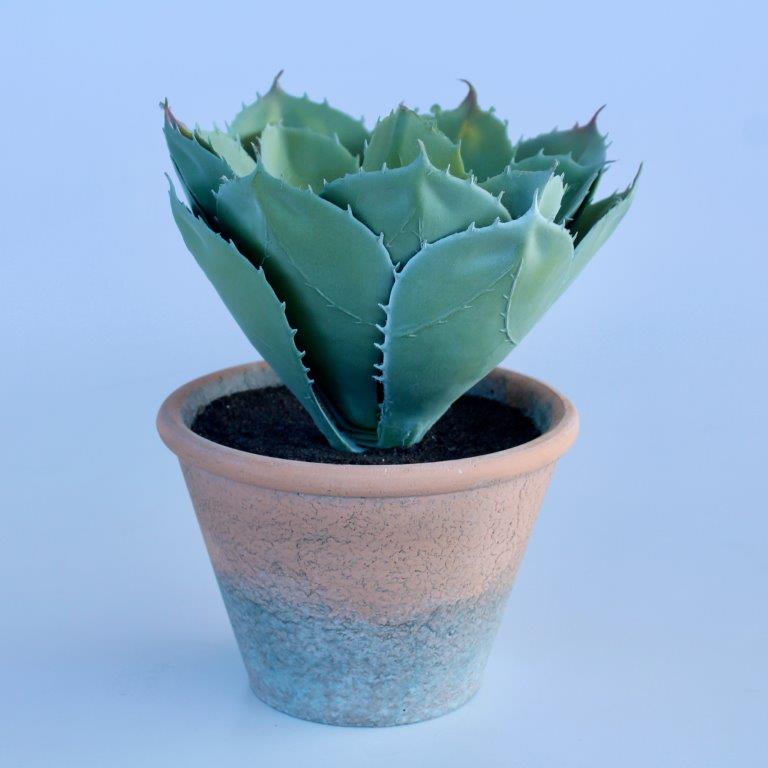 Potted Cactus
